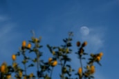 green-leafed tree