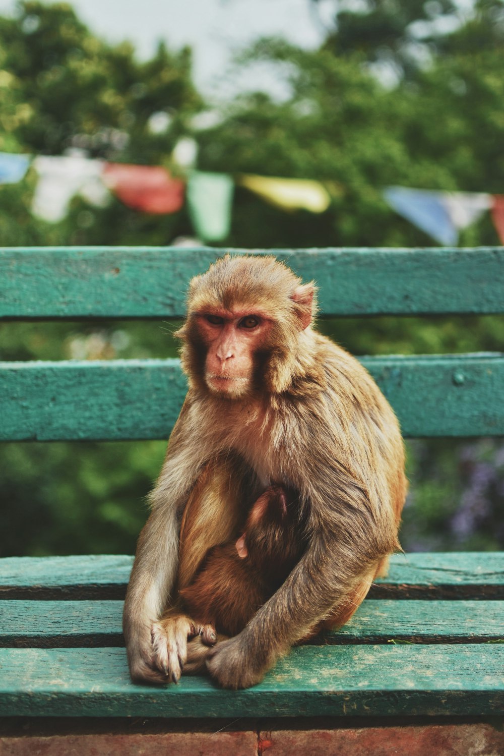 Photographie en gros plan d’un singe brun assis sur un banc vert pendant la journée