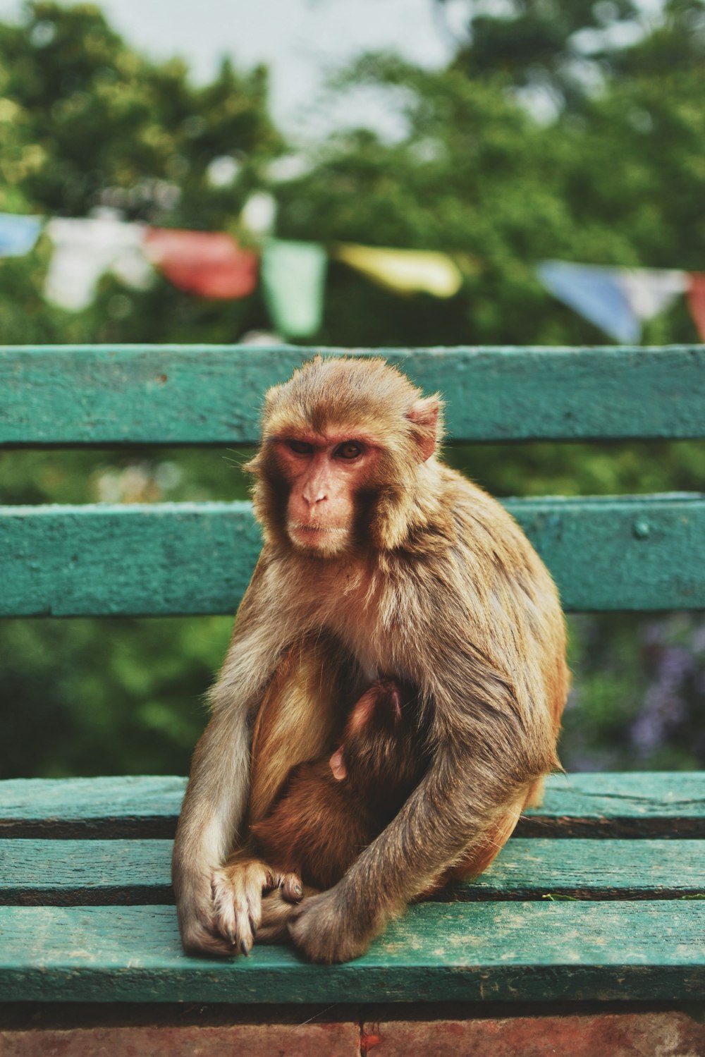close-up photography of brown monkey sitting on green bench during daytie