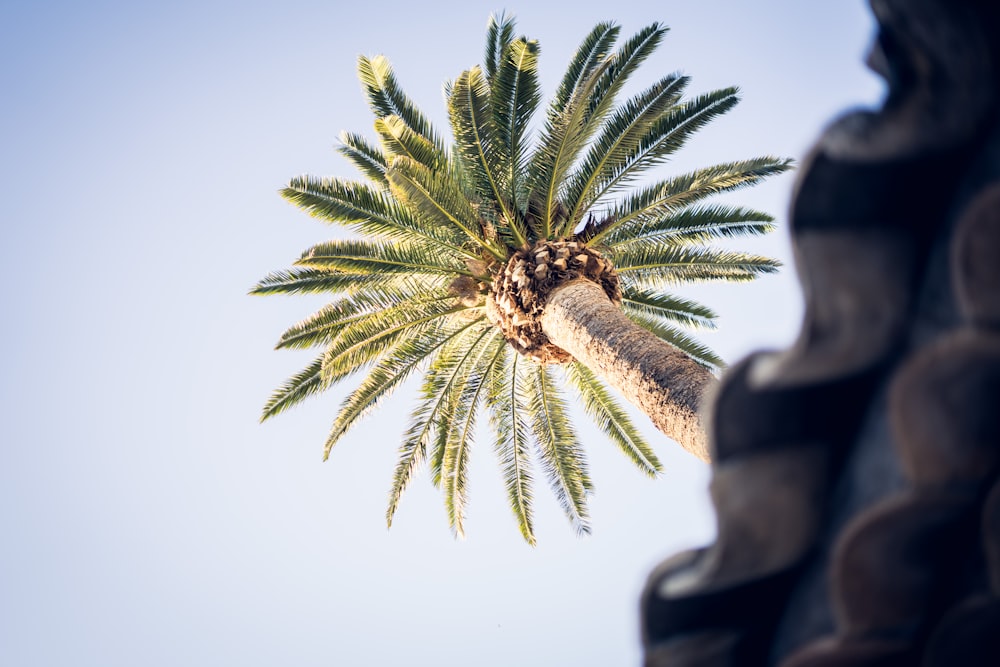 low angle photo of palm tree