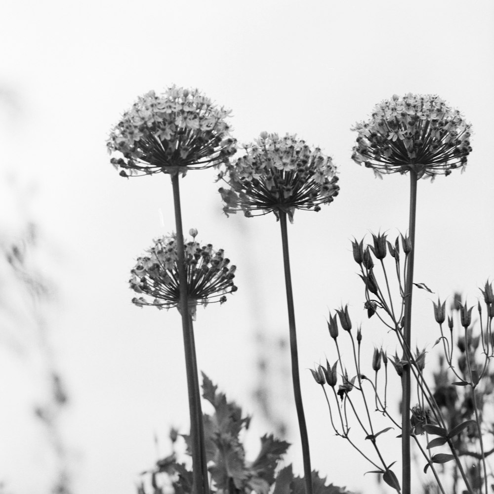 view of four encrusted flowers