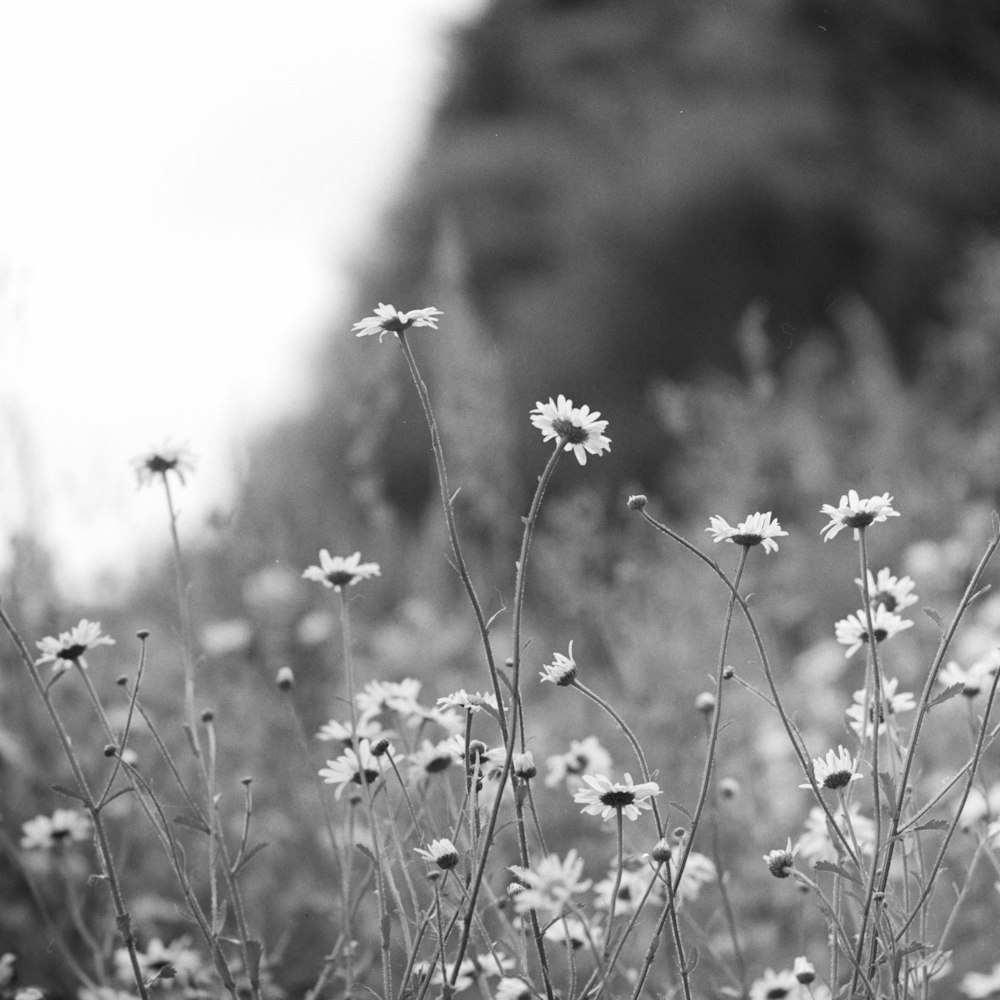 foto in scala di grigi di fiori di margherita