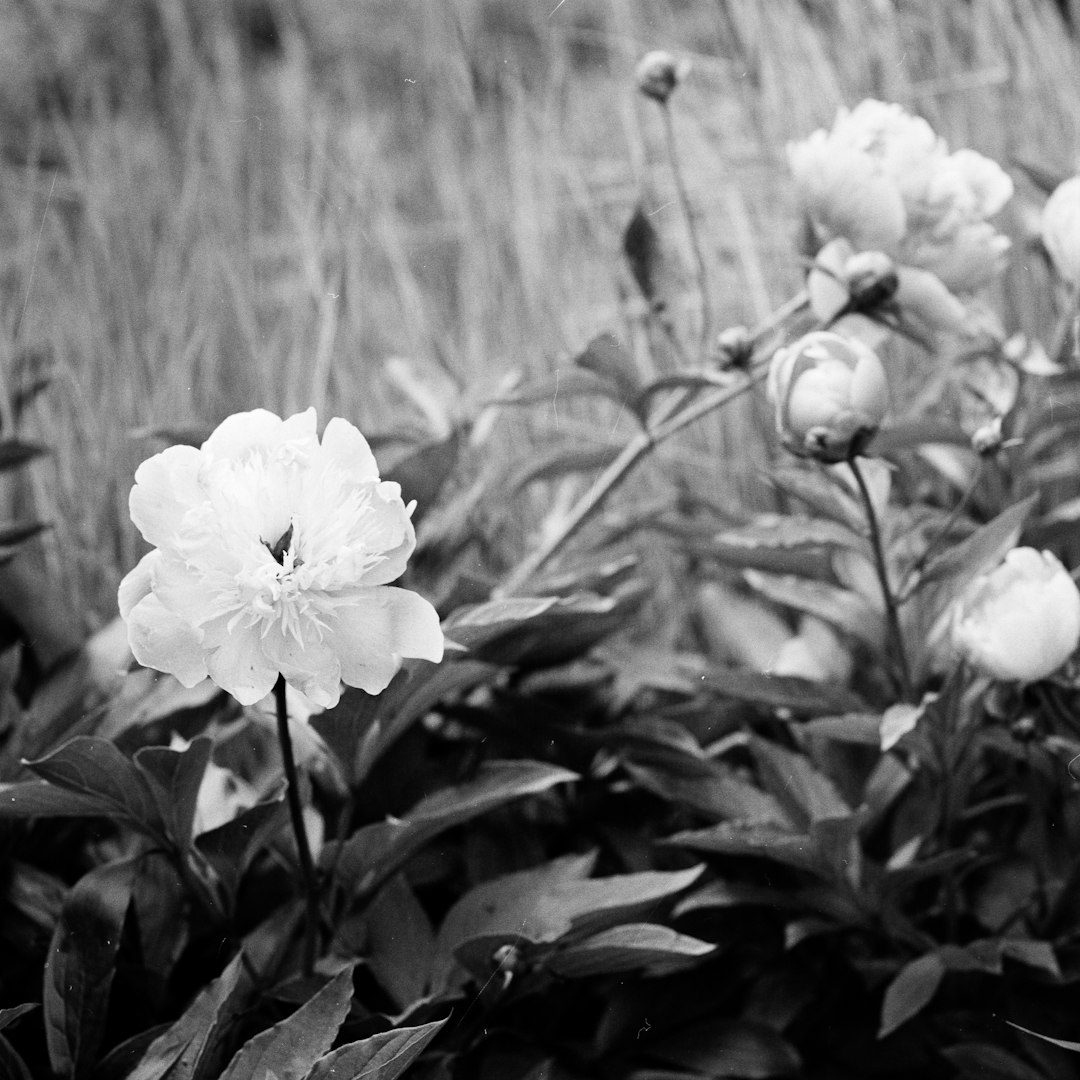 grayscale photo of flower