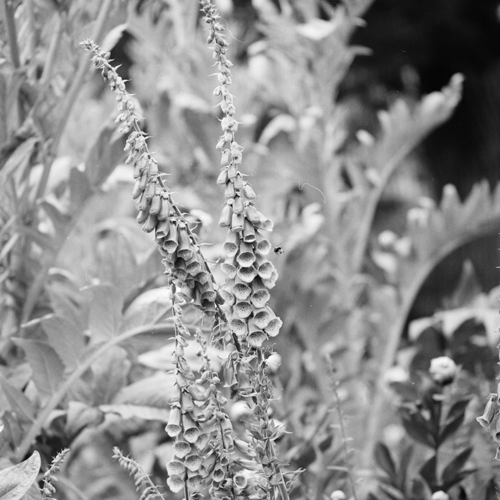 grayscale photo of foxglove flower