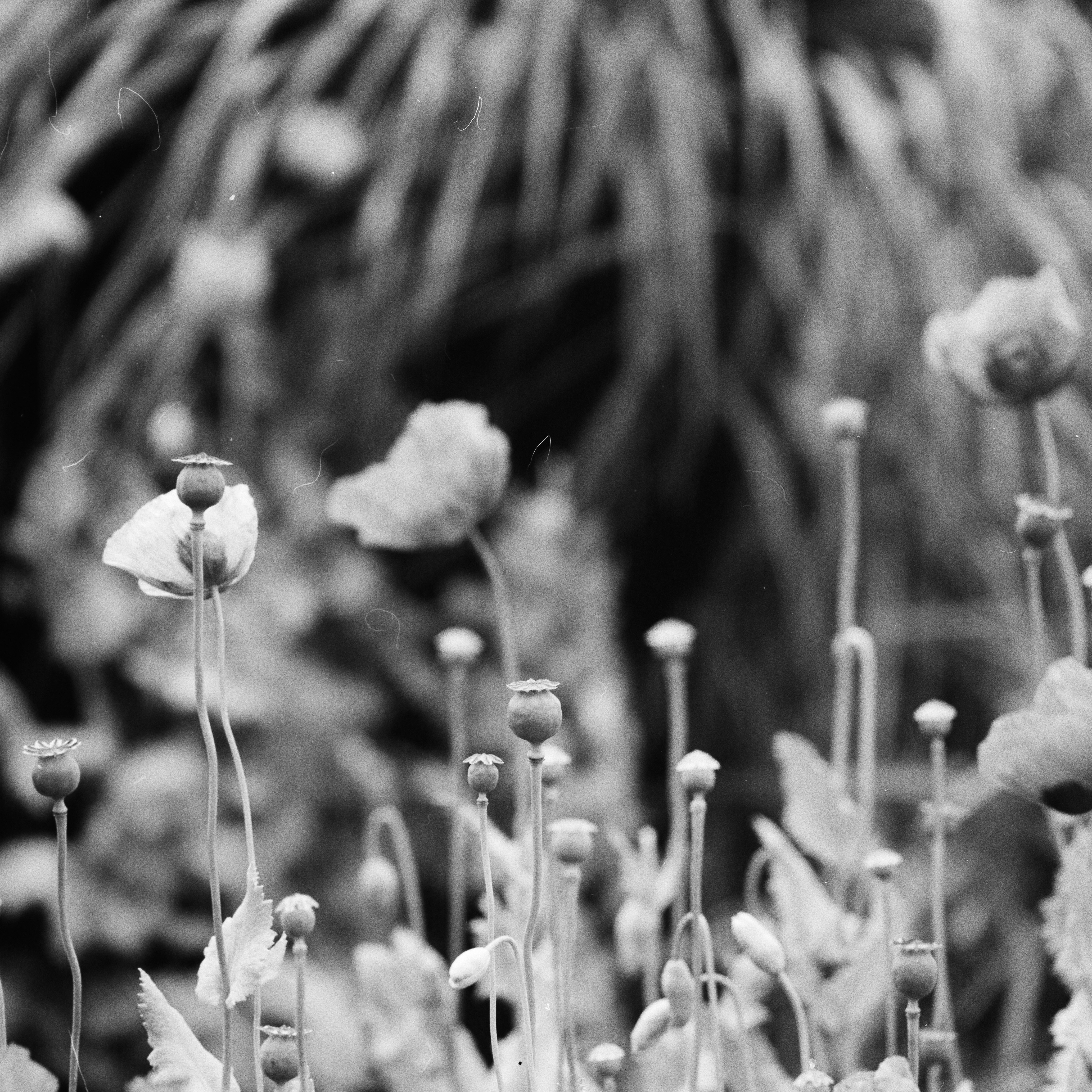 Grayscale photography of flowers photo Free Black Image on Unsplash