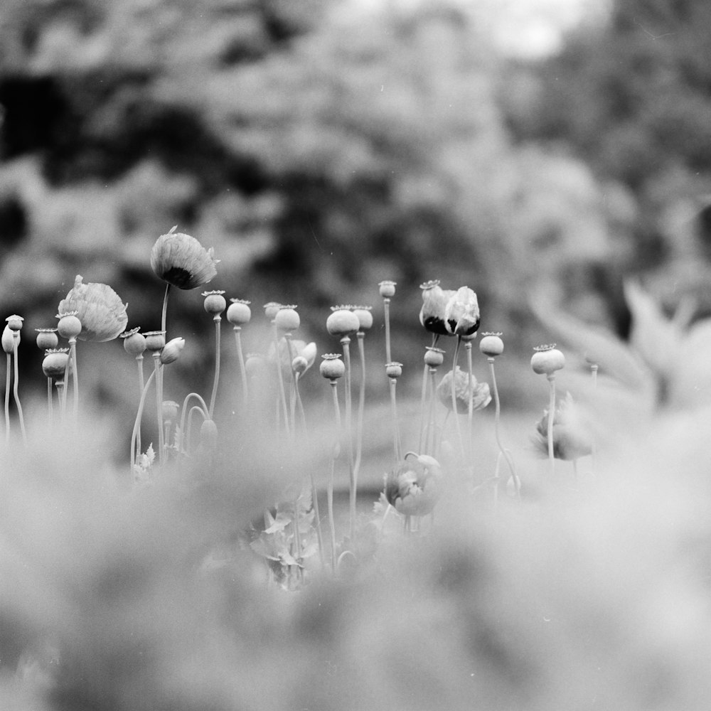 grayscale photo of flowers