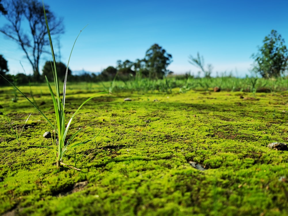 green grass field