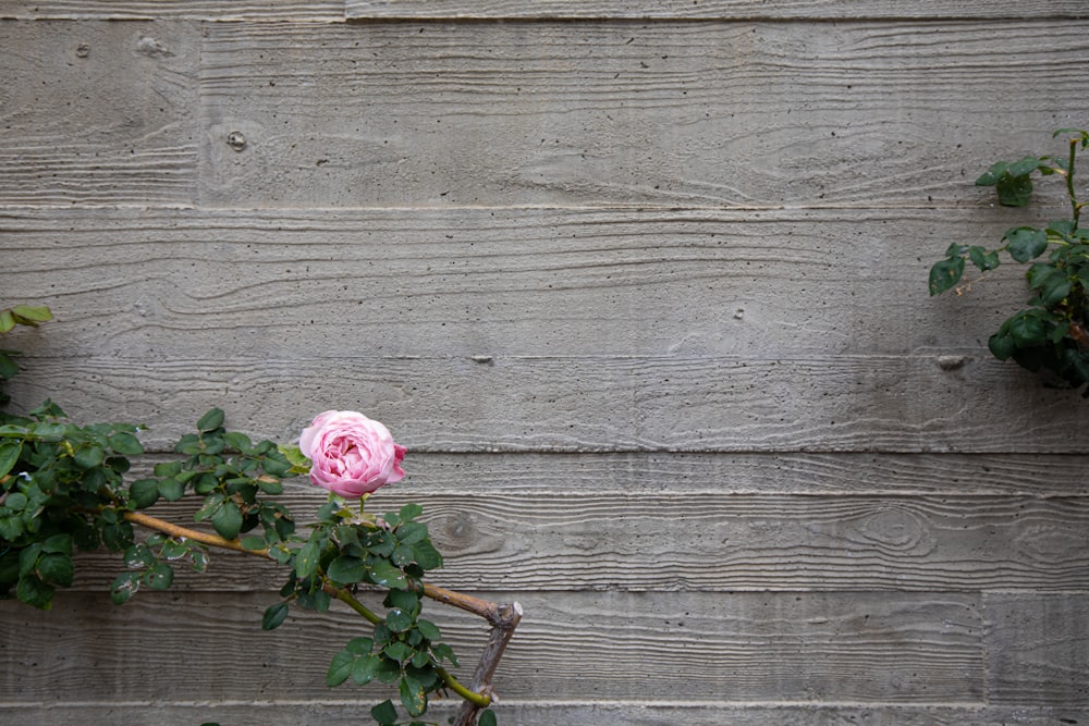 wooden wall with pink rose flower