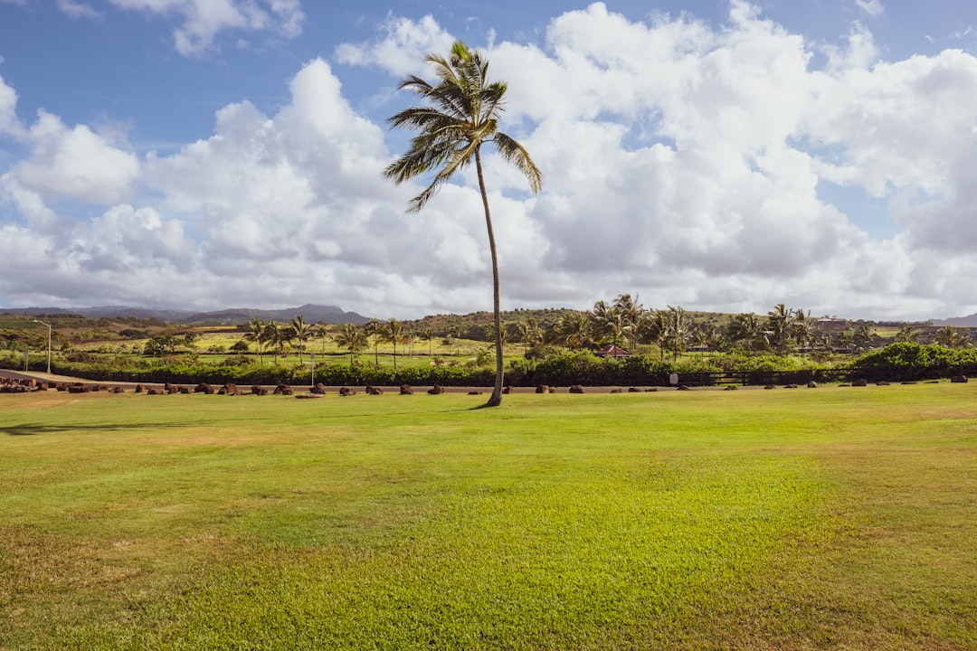 coconut tree in between grass field