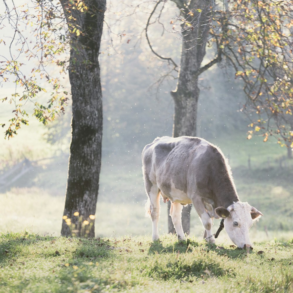 white and brown cow eating grass besides tree