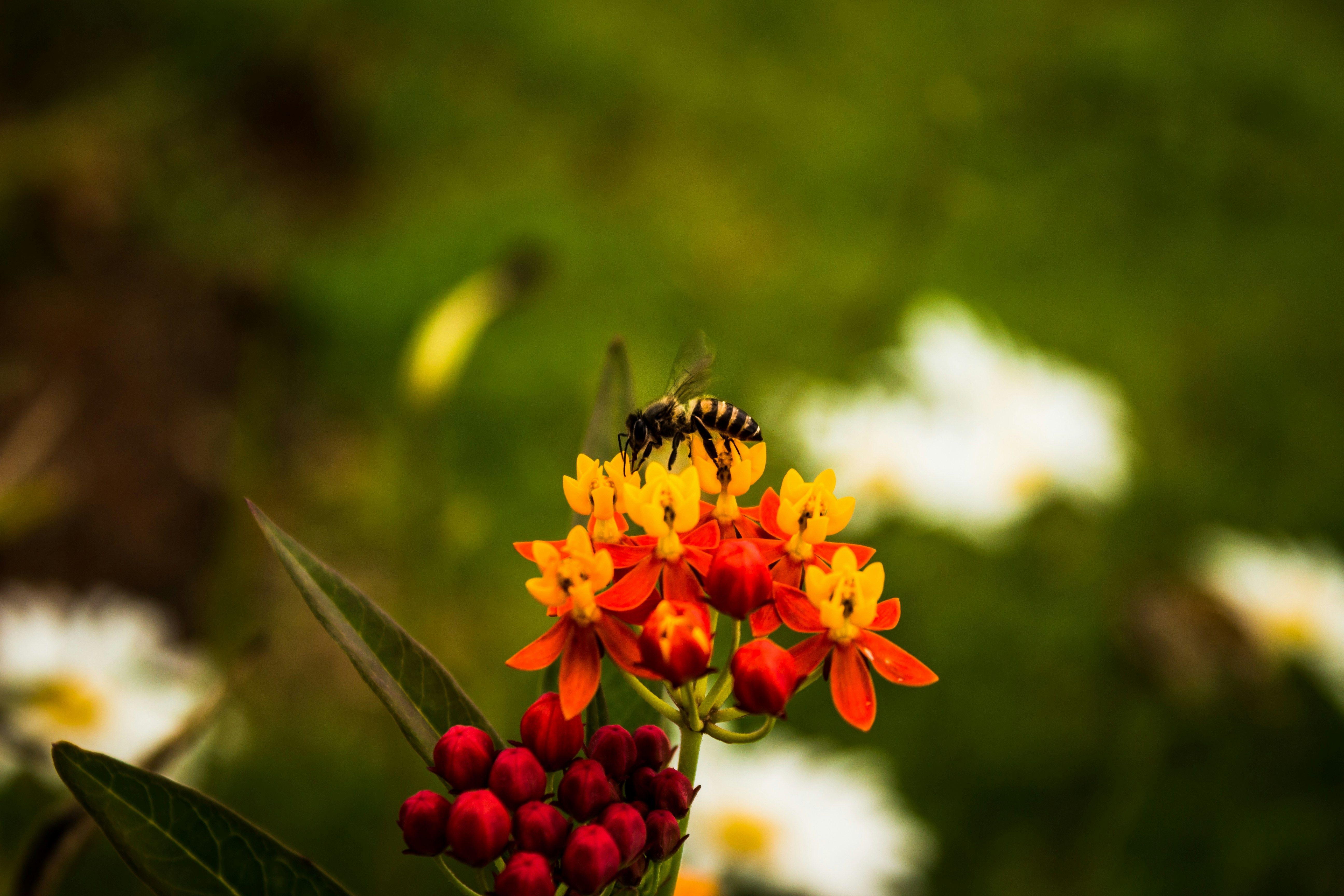 Photo by nikhilb17