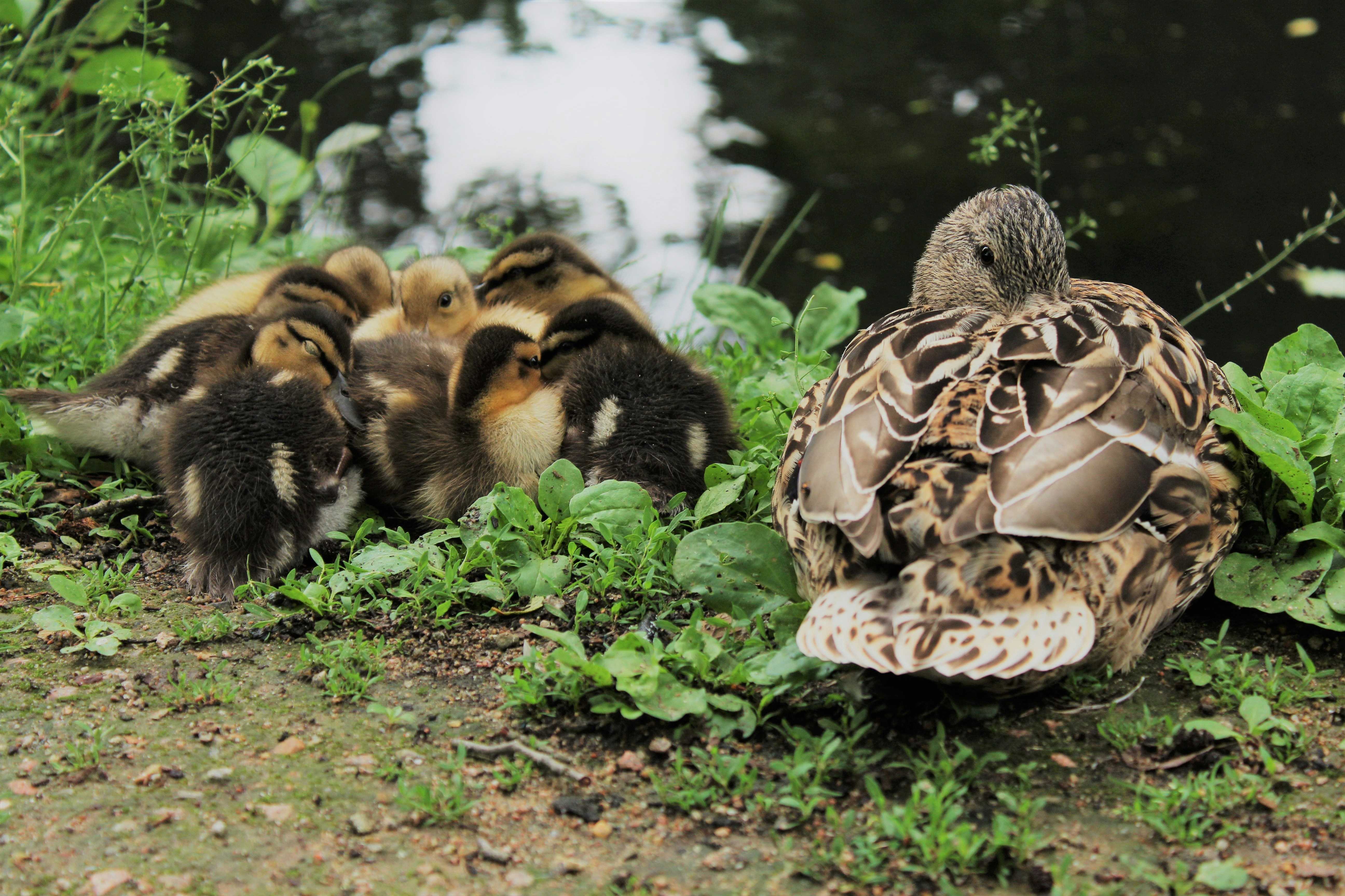 Duck is sleeping with chicks at the pond