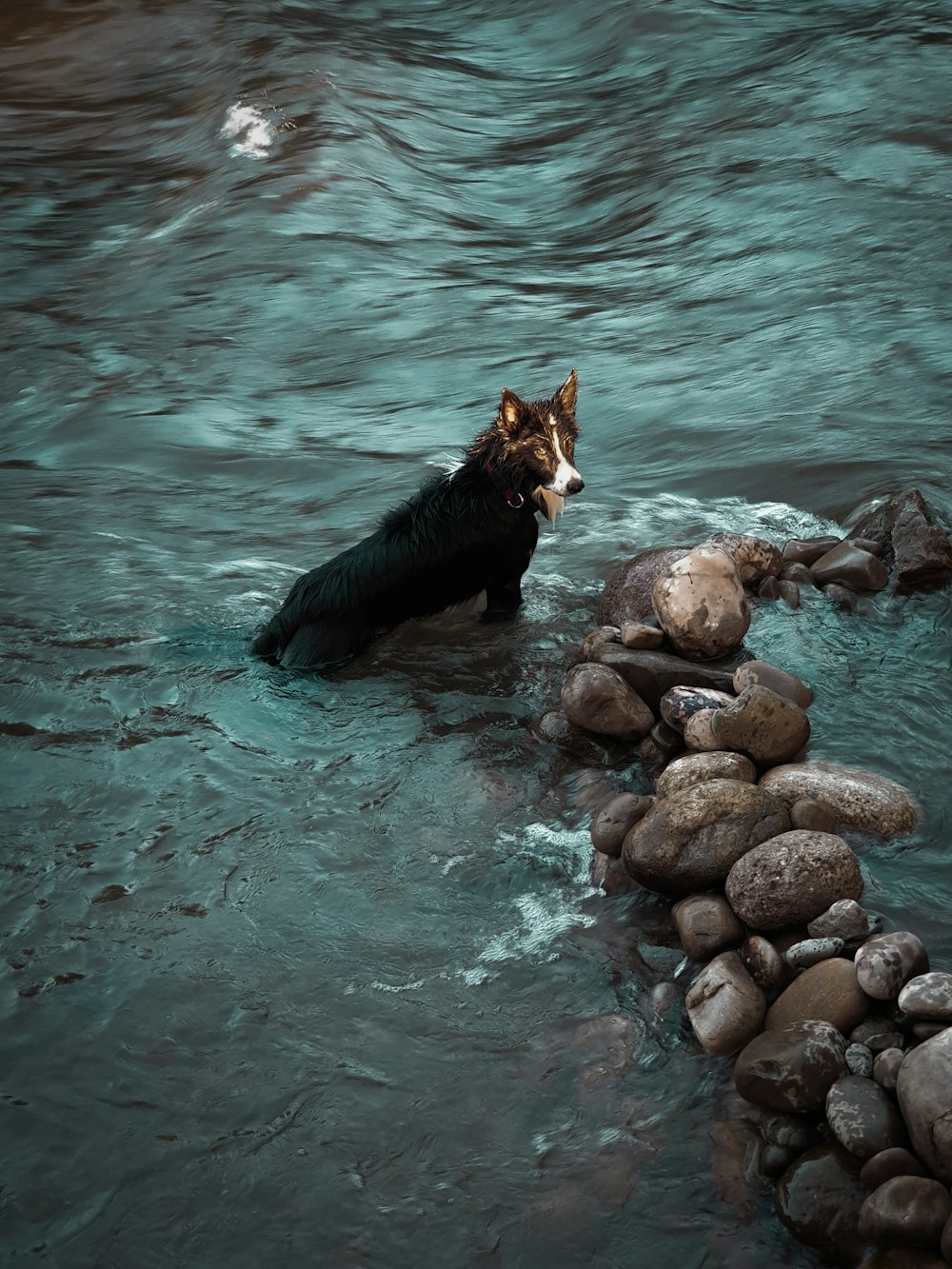 short-coated black and white dog at river