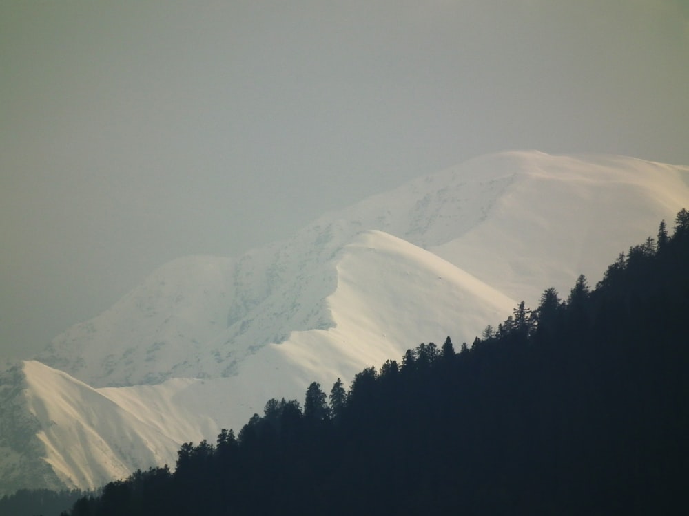 forest and glacier mountains during day