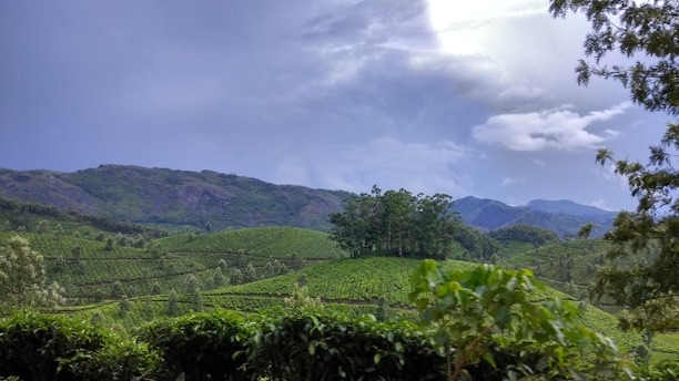 A lush, green landscape with rolling hills covered in tea plantations. In the distance, there are mountains under a cloudy sky. Trees are scattered across the terrain, contributing to the vibrant and tranquil scenery.