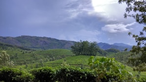 A vibrant landscape showcasing Sri Lanka's lush greenery.