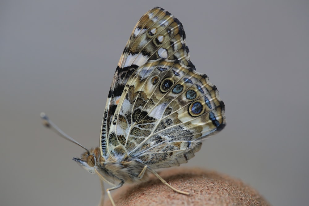 brown and white butterfly