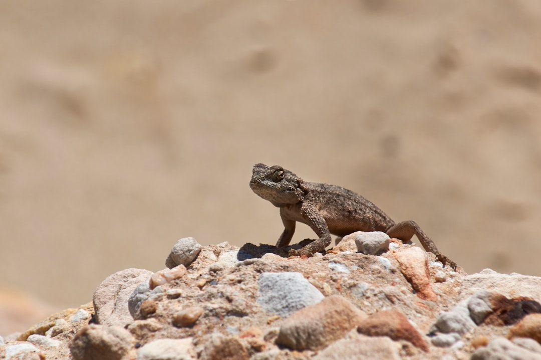 brown lizard on brown rock