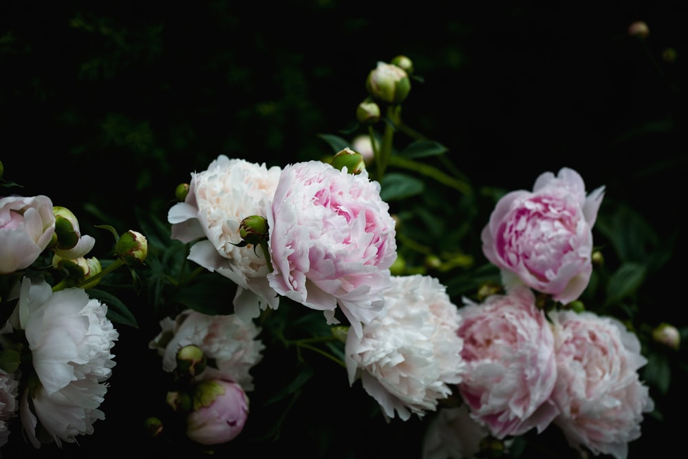 Flachfokusfotografie von weißen und rosa Blumen