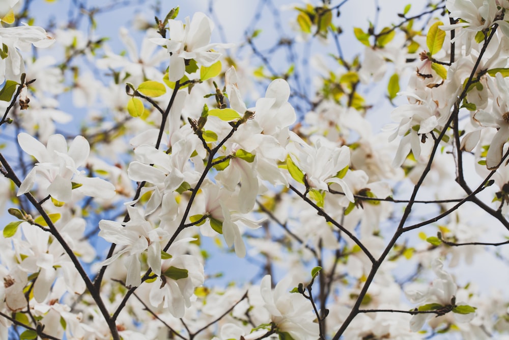 photo of white flowers