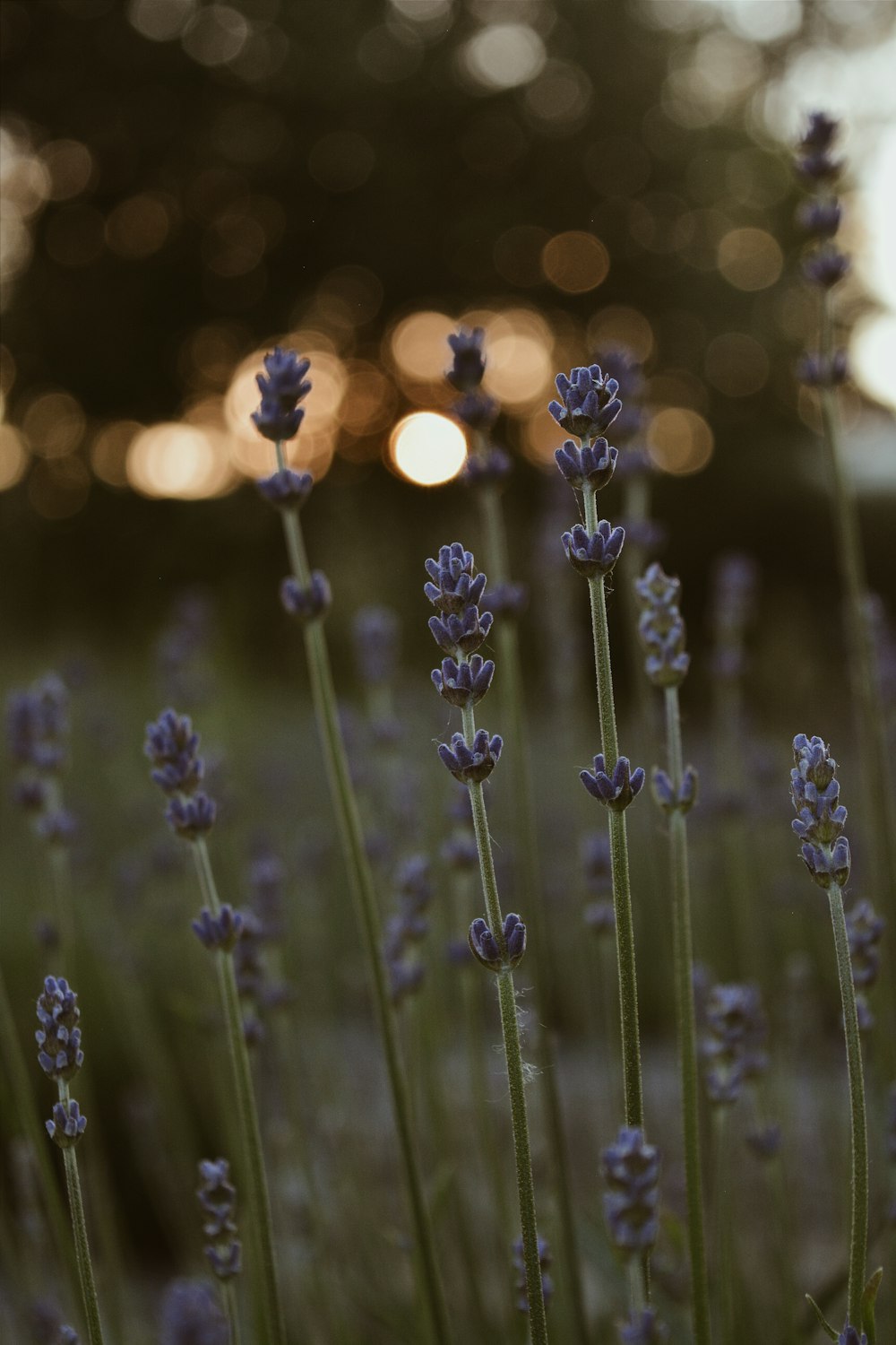 purple plant