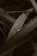 Close-up shot of dew-covered green grass blades with soft morning light.