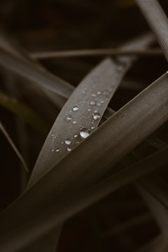 Close-up shot of dew-covered green grass blades with soft morning light.