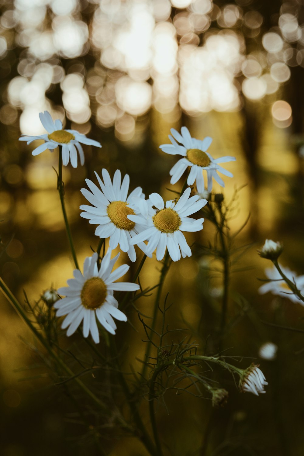 selective focus photography of daisy flowers