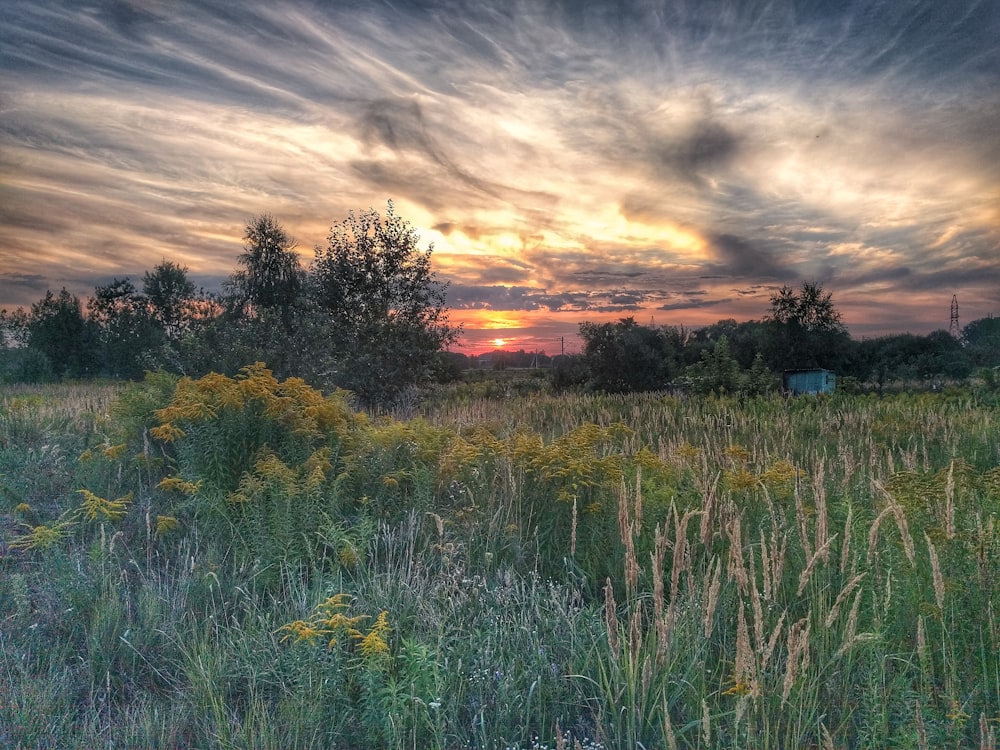 grass field