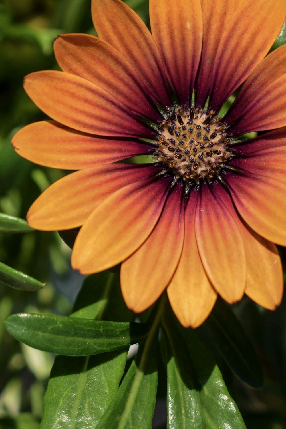 yellow petaled sunflower