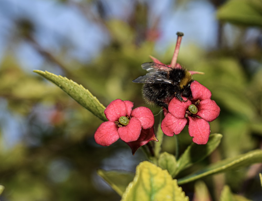 black bumble bee perching on red flower during daytime