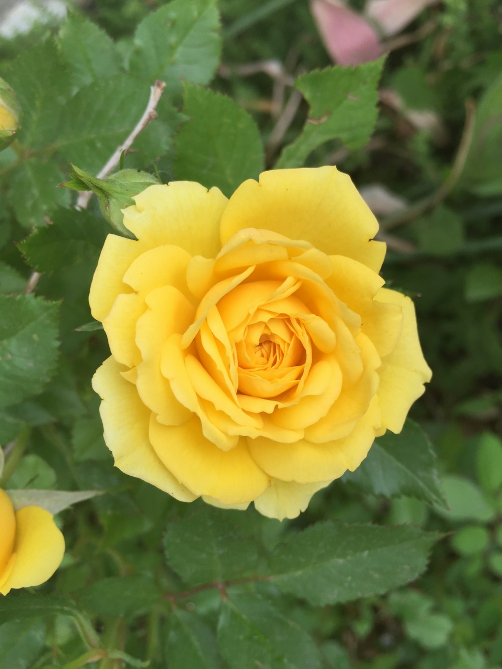 yellow-petaled flower