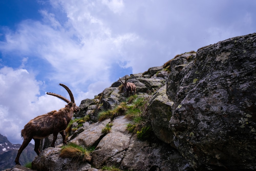brown animals on mountain under cloudy sky