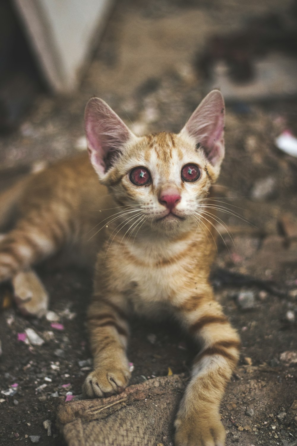 orange tabby cat