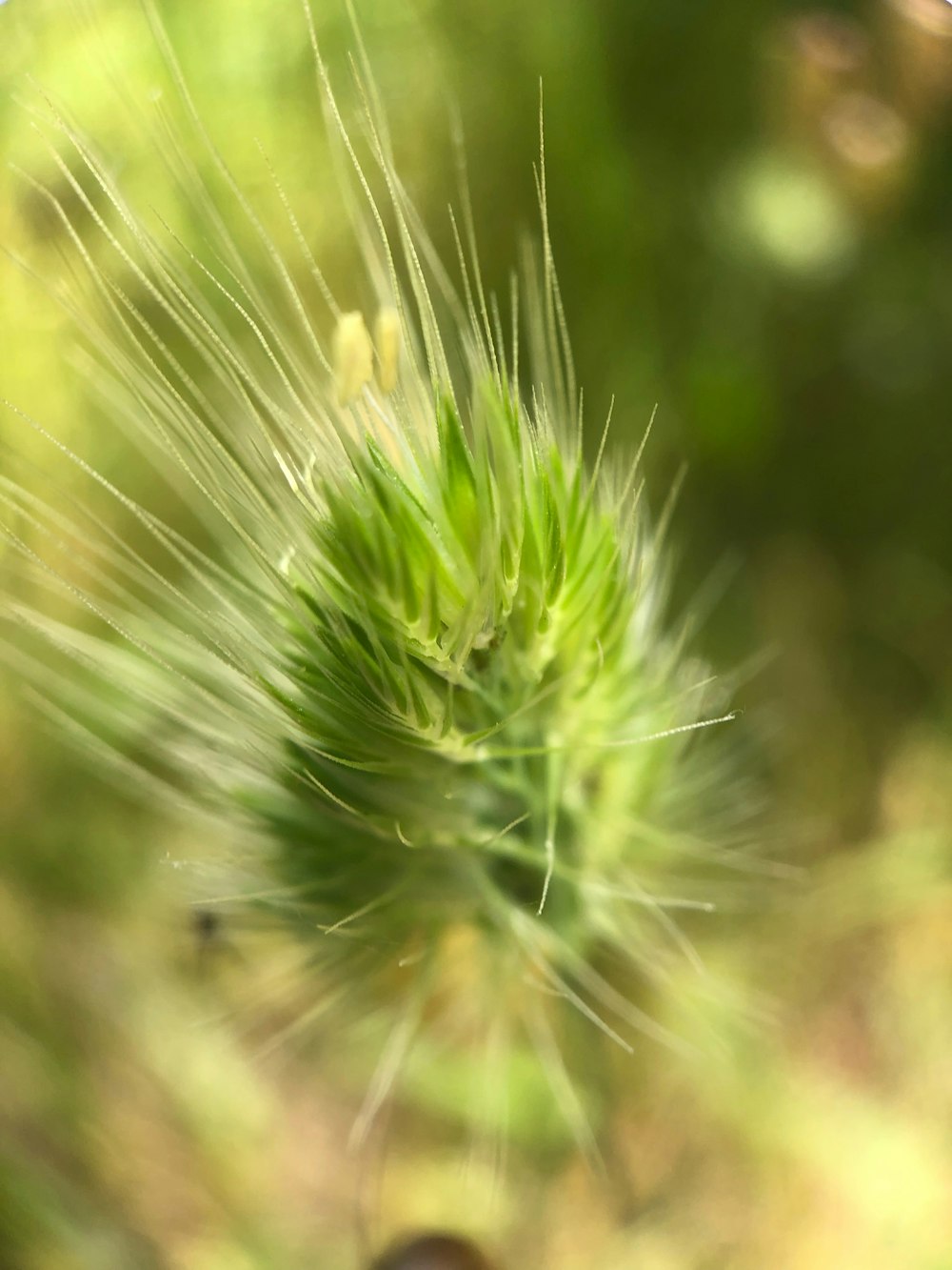 green plant