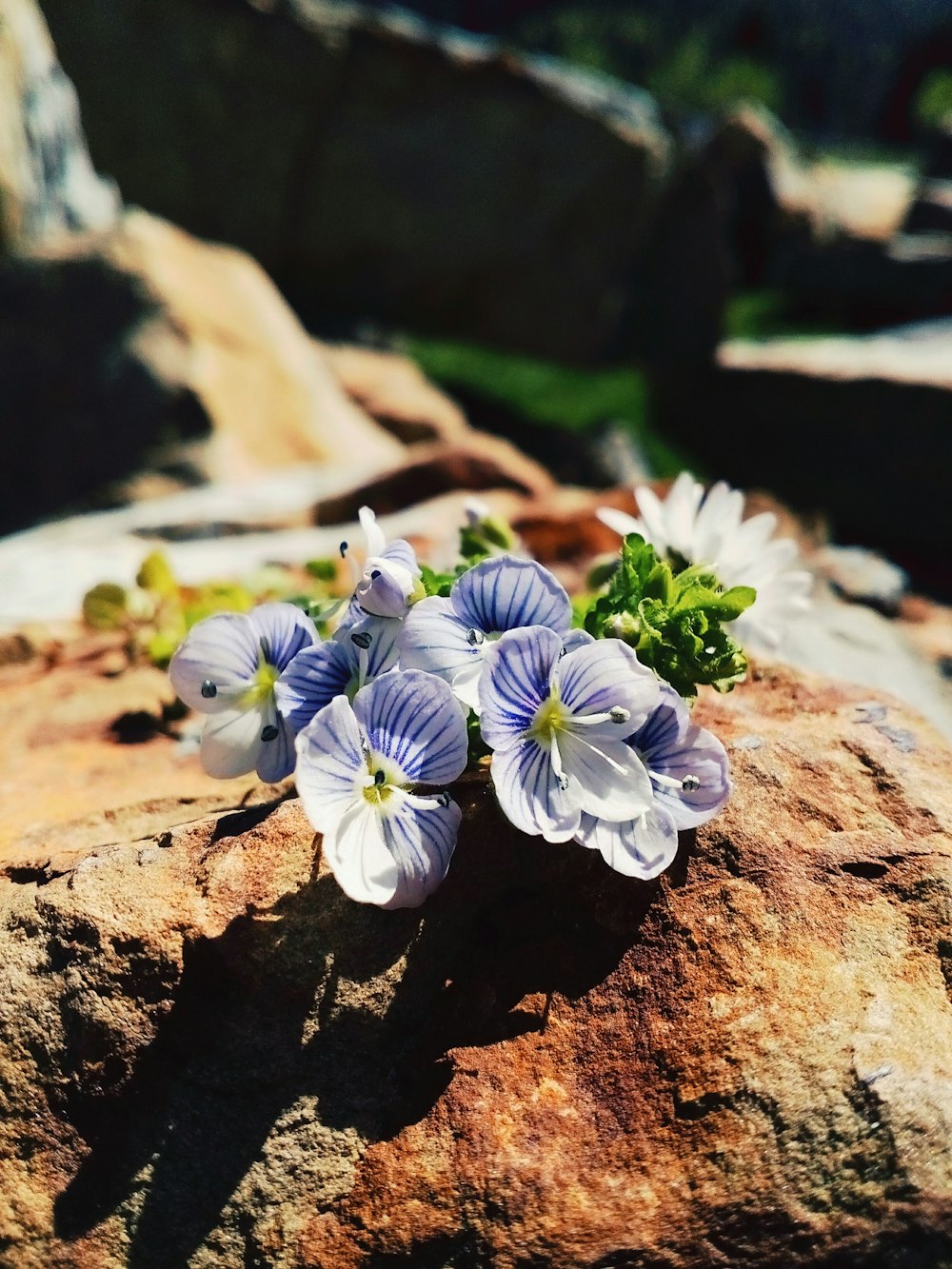 blue petaled flowers