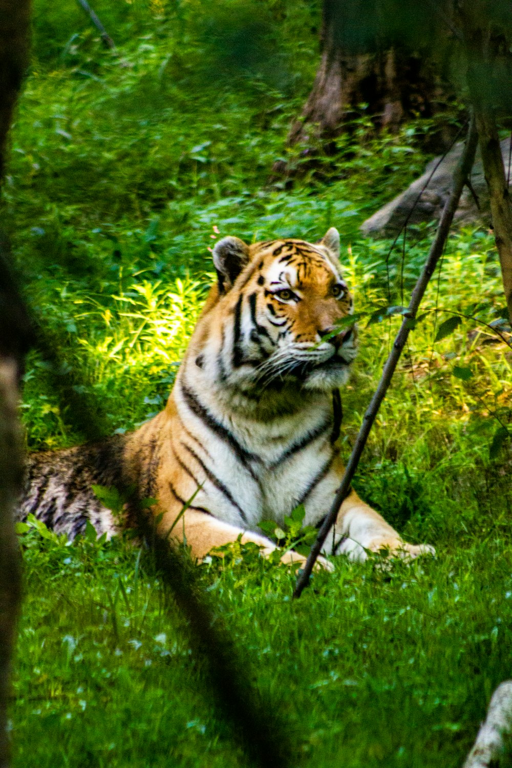 Tiger ruht sich auf grünem Gras aus