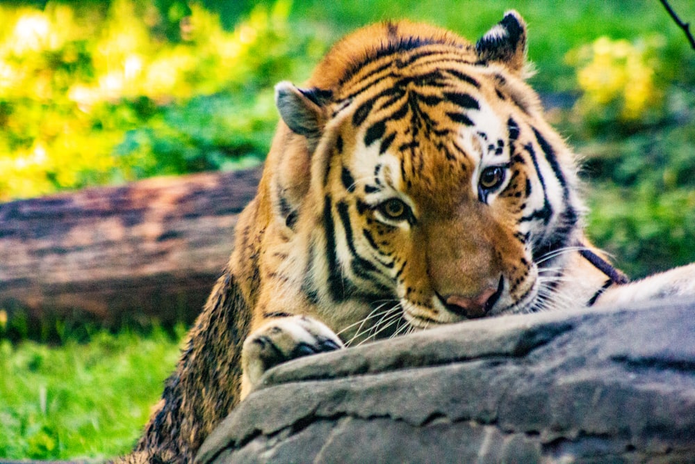 tiger on rock