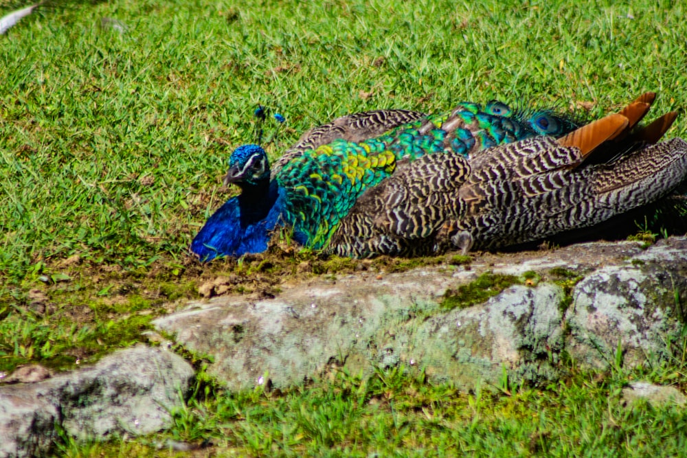 Pavão azul e verde