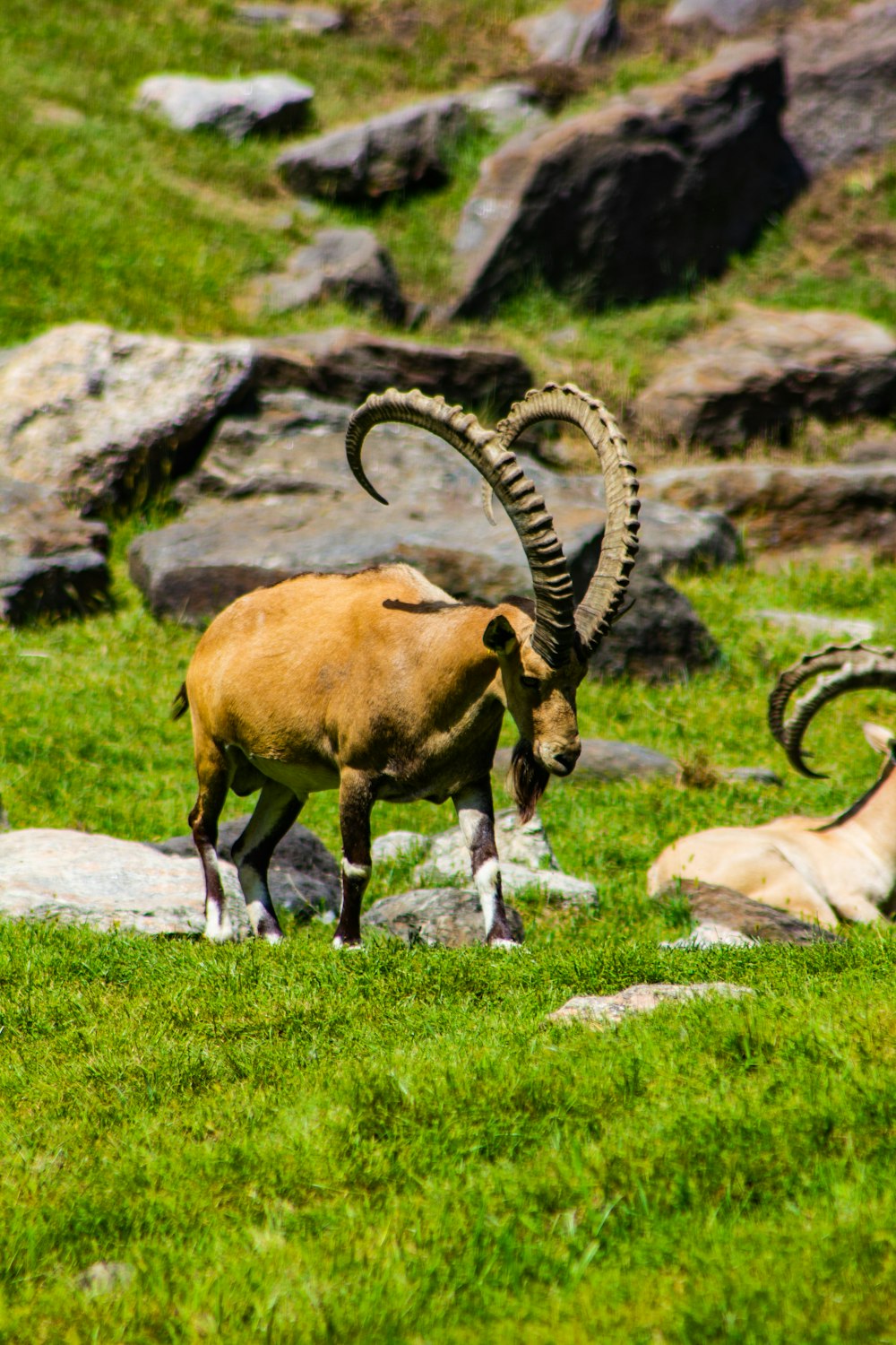 two rams near hill