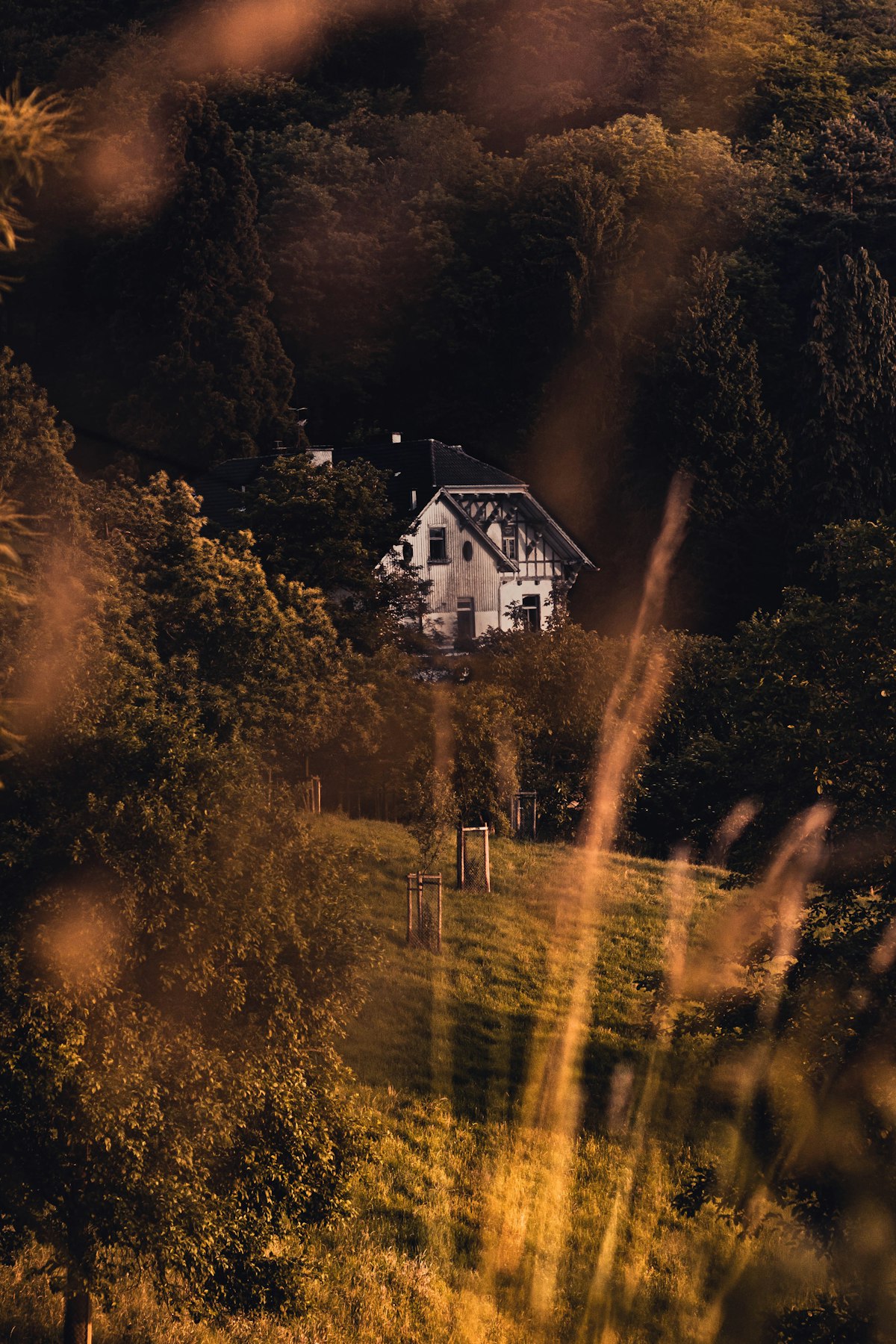 Forest View Bungalow