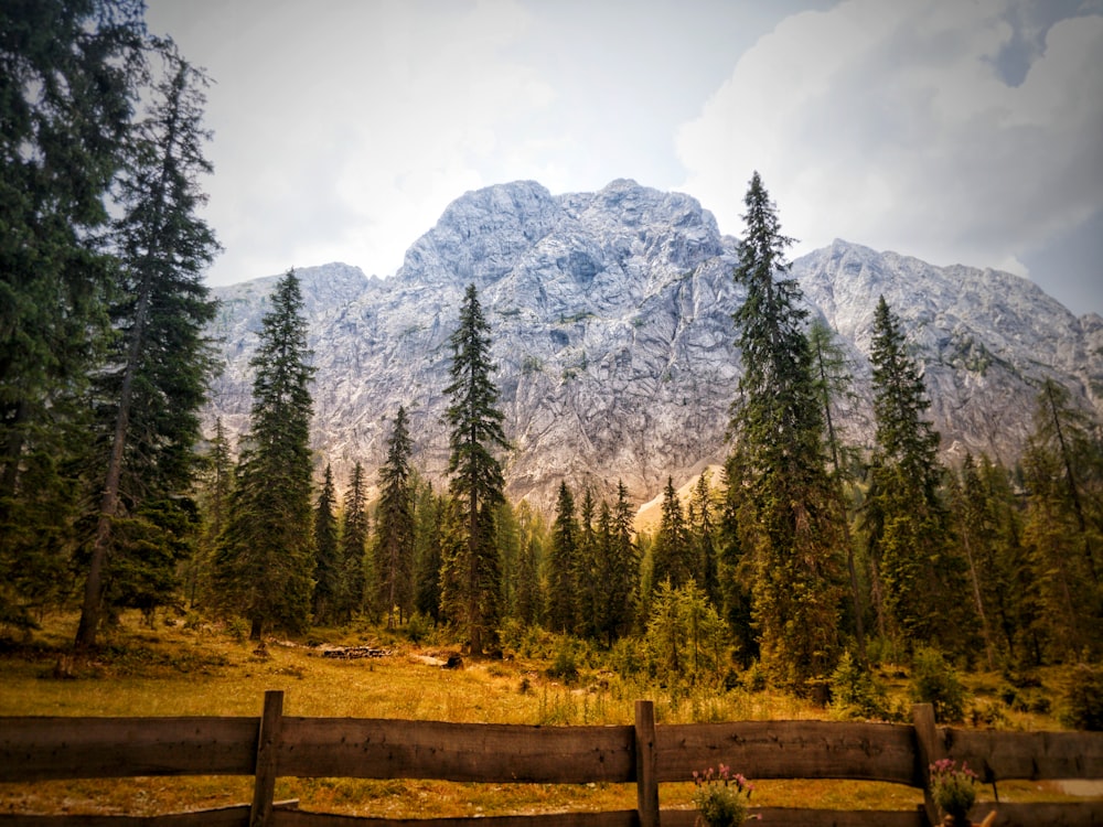 green pine trees near mountain\