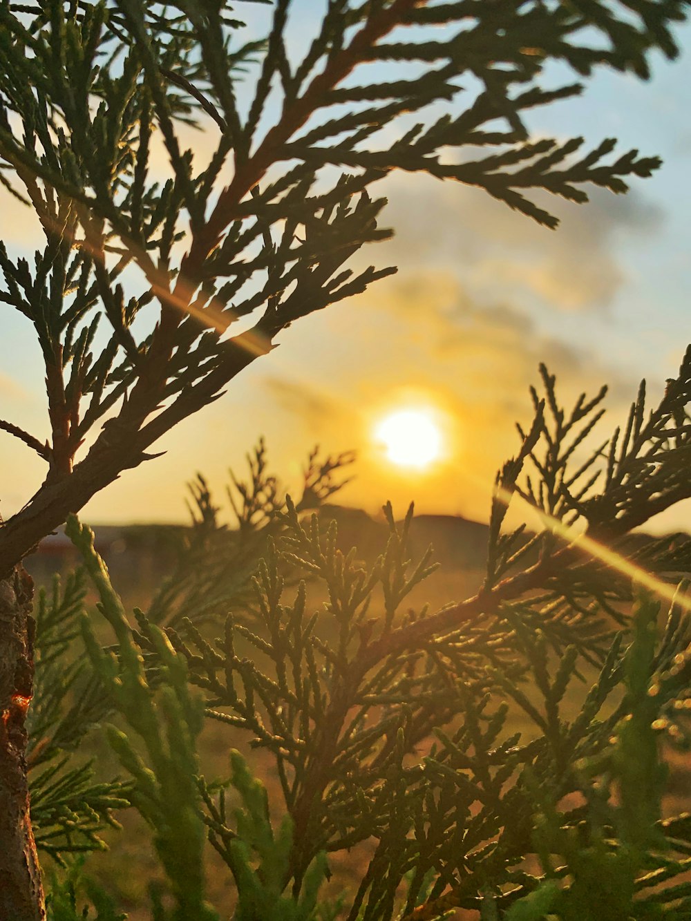 brown and green plant