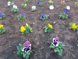 Children planting flowers in a small garden bed surrounded by honeycomb-shaped planters.