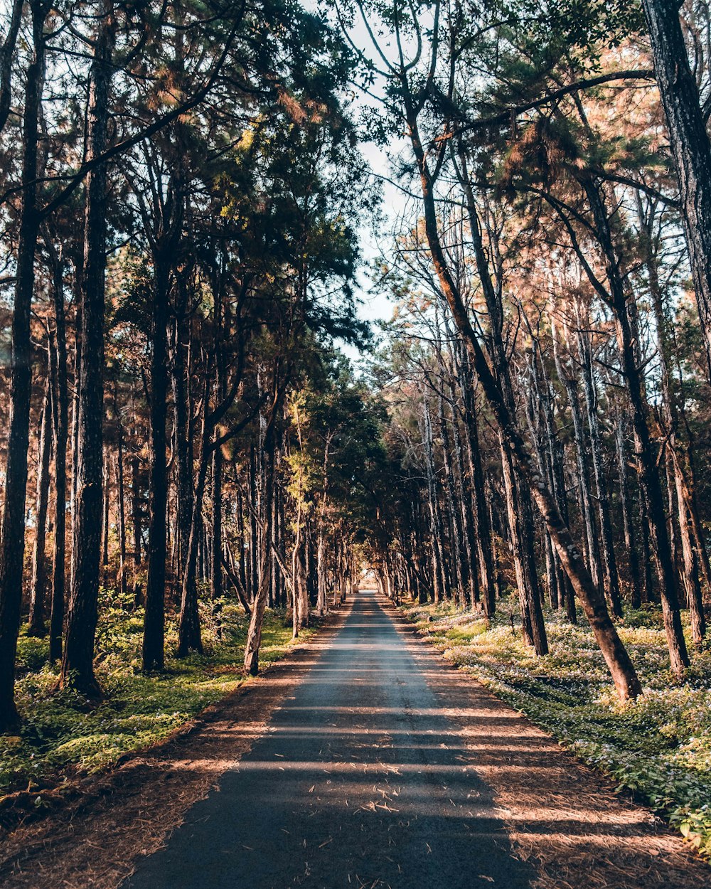 trees near road