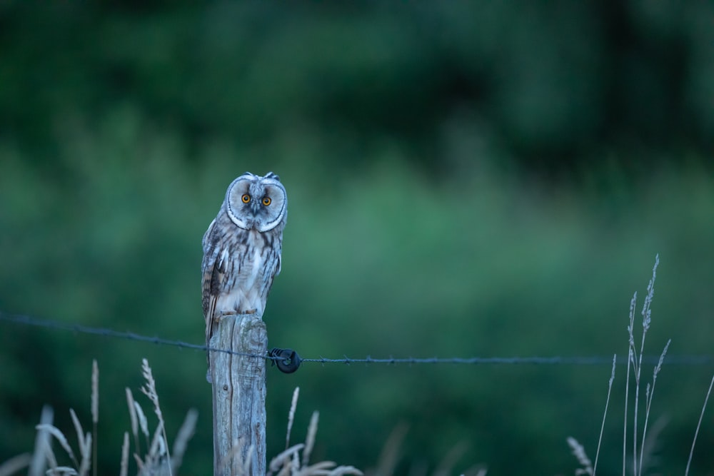 owl perched on wooden post