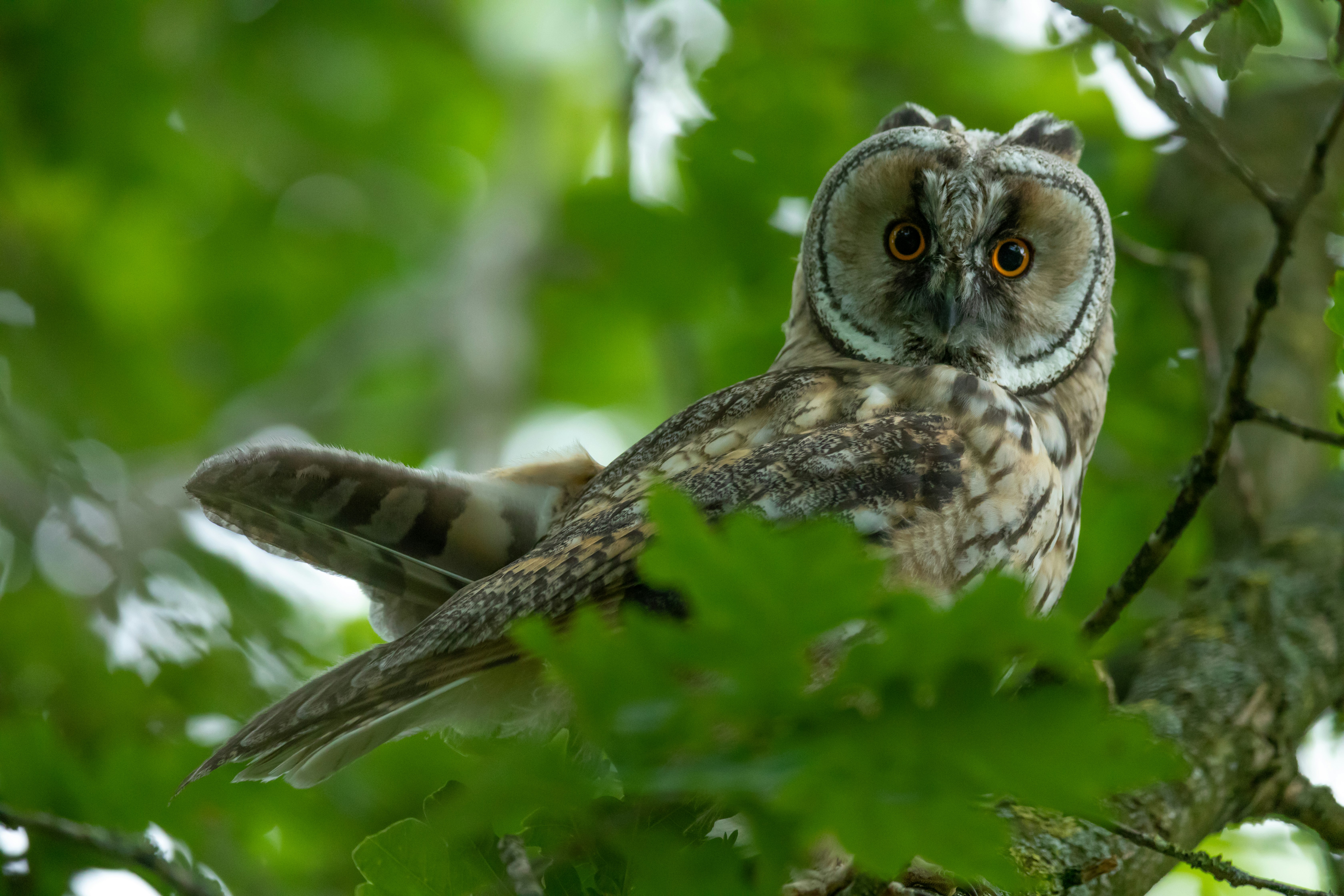 selective focus photography of brown owl