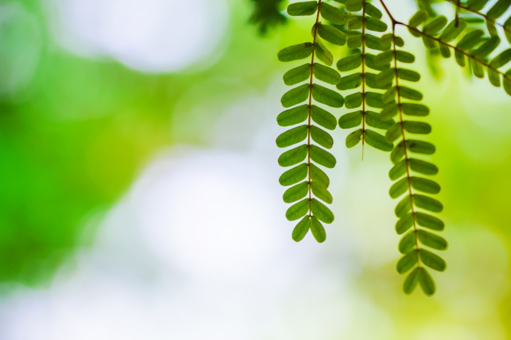 selective focus photo of green leaf