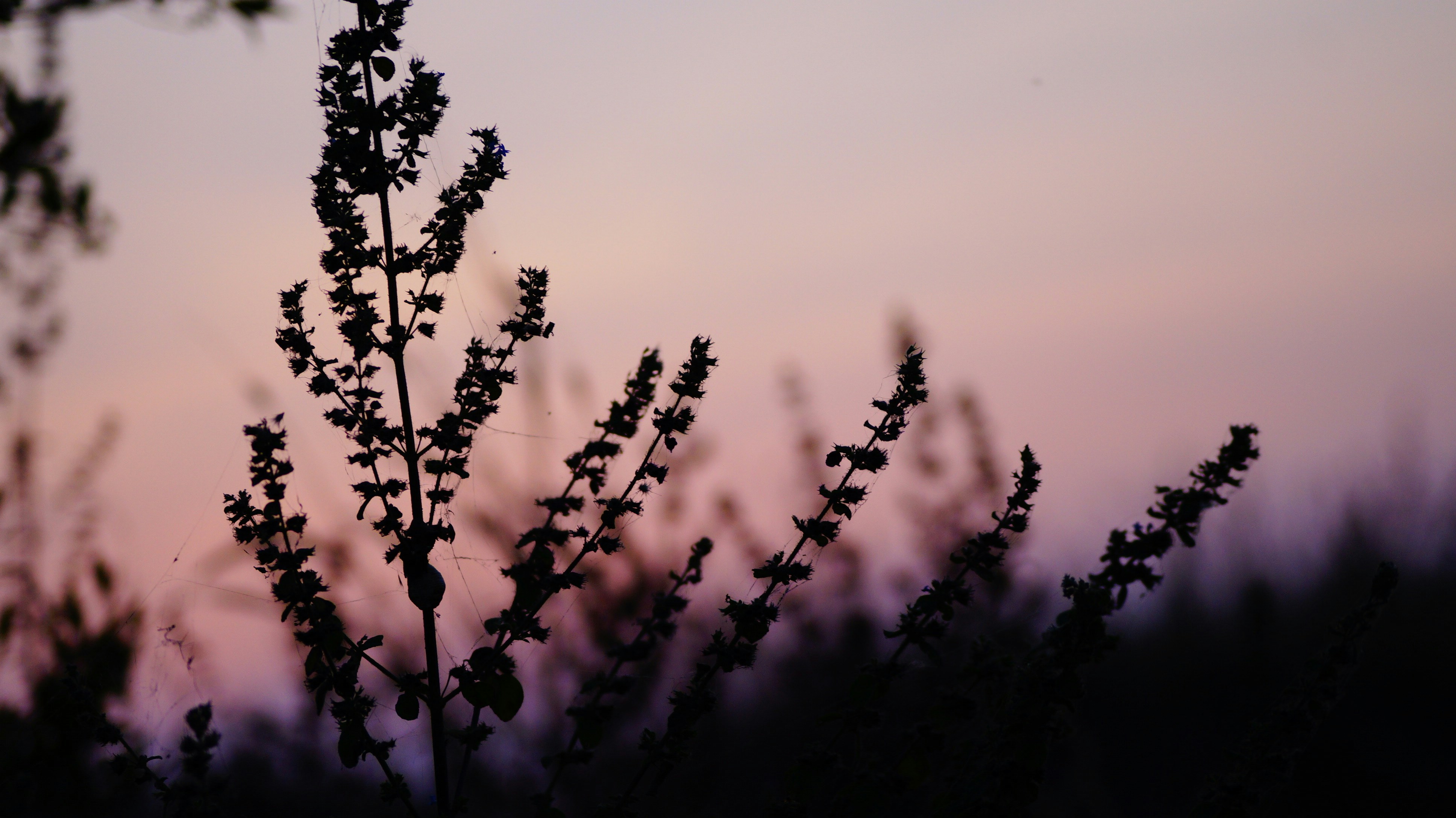 Photo by lanirudhreddy