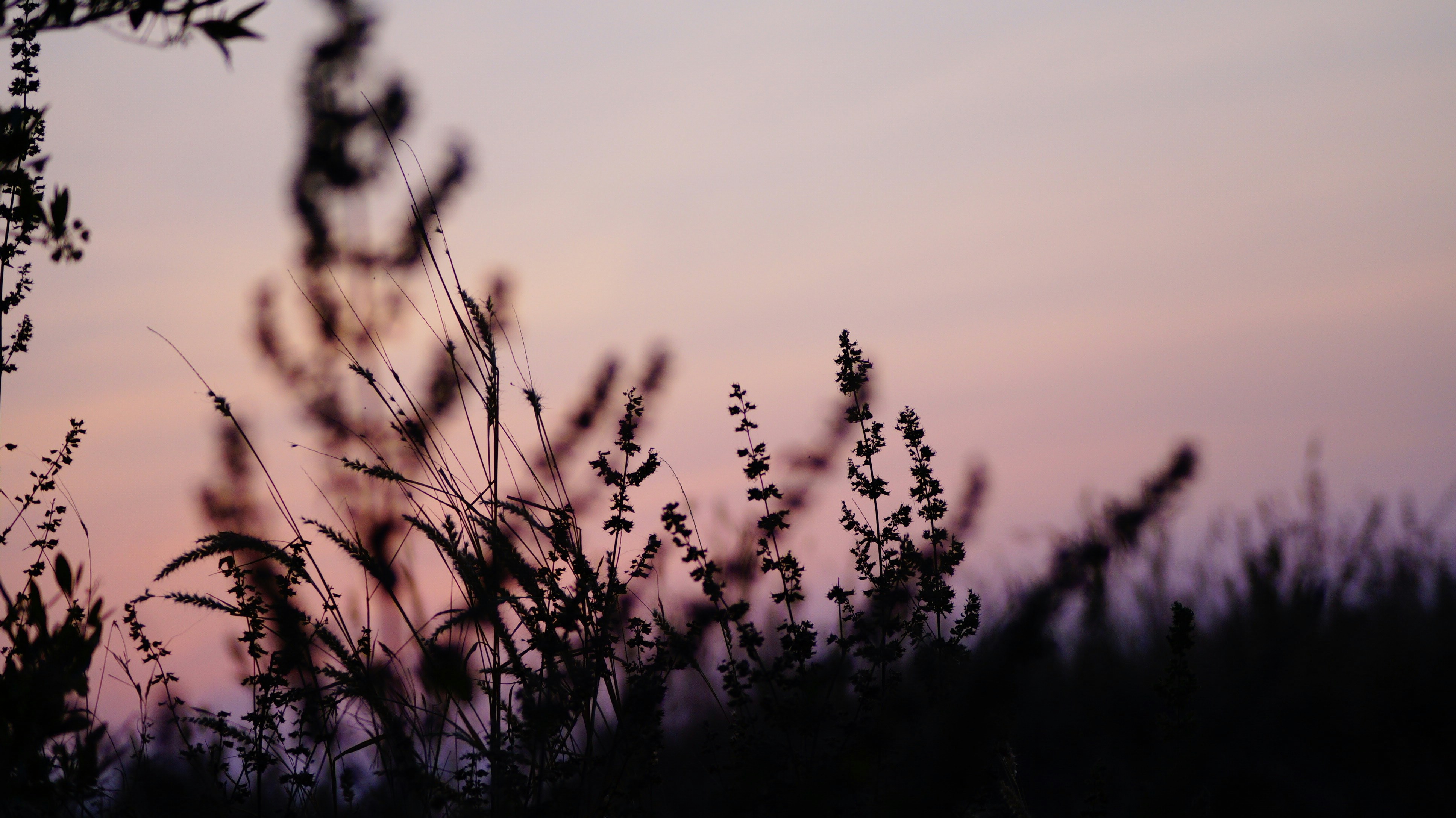 Photo by lanirudhreddy